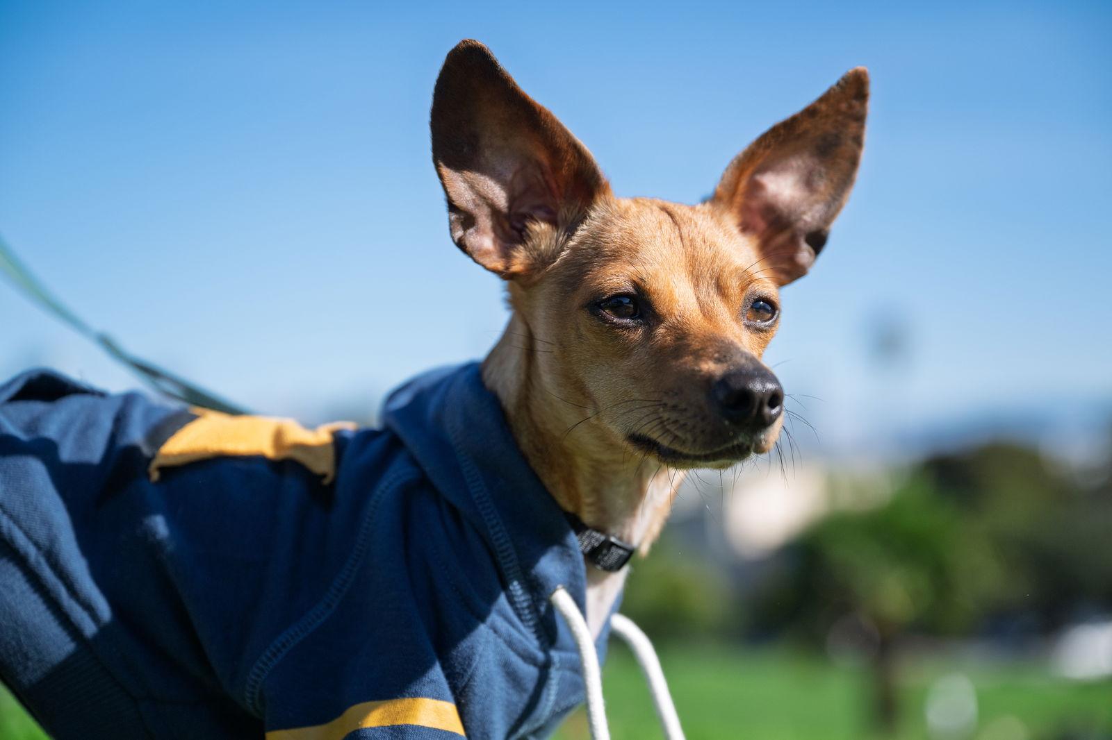Pepita, a Adopted mixed breed in San Francisco, CA image 3/3