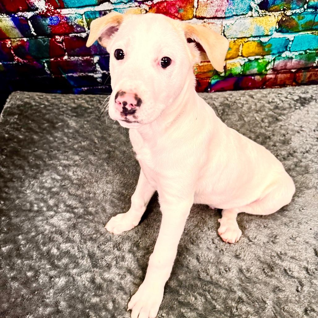 Biscuit, Adoptable, Young Male Great Pyrenees & Akita.