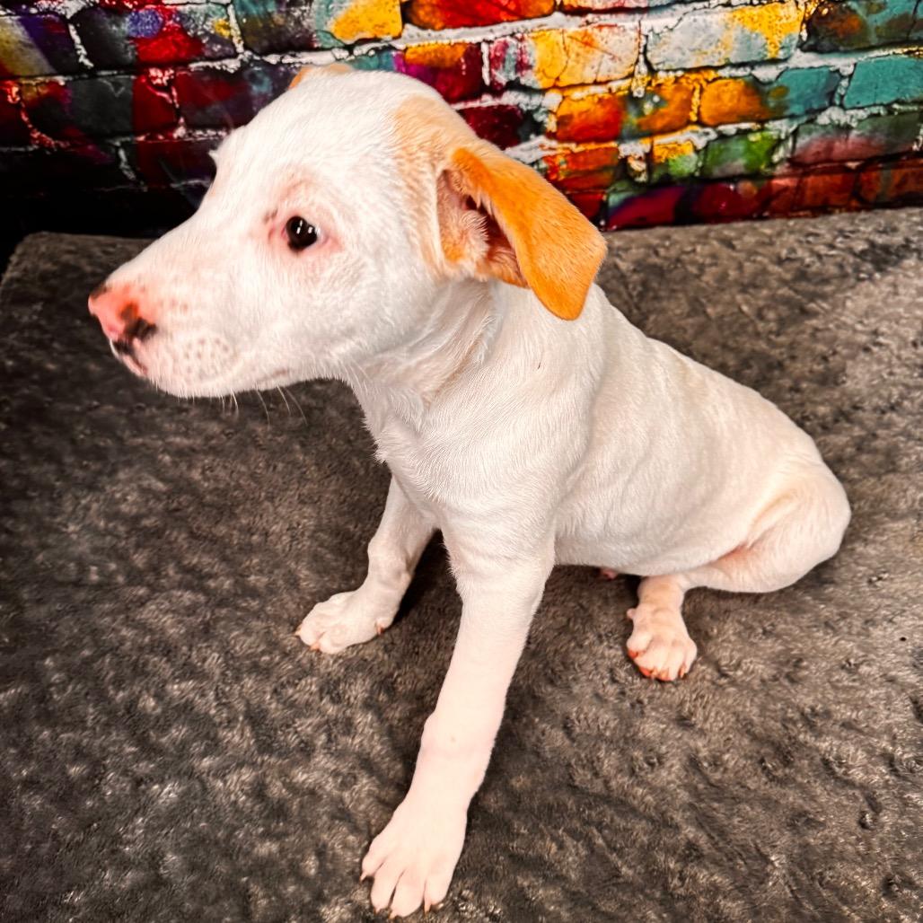 Biscuit, a Adoptable mixed breed in Franklin, NC image 2/5