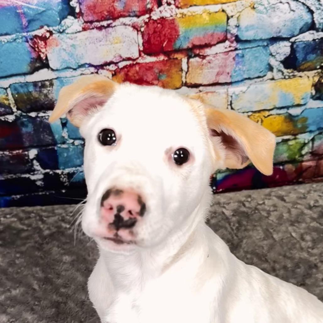 Biscuit, a Adoptable mixed breed in Franklin, NC image 3/5