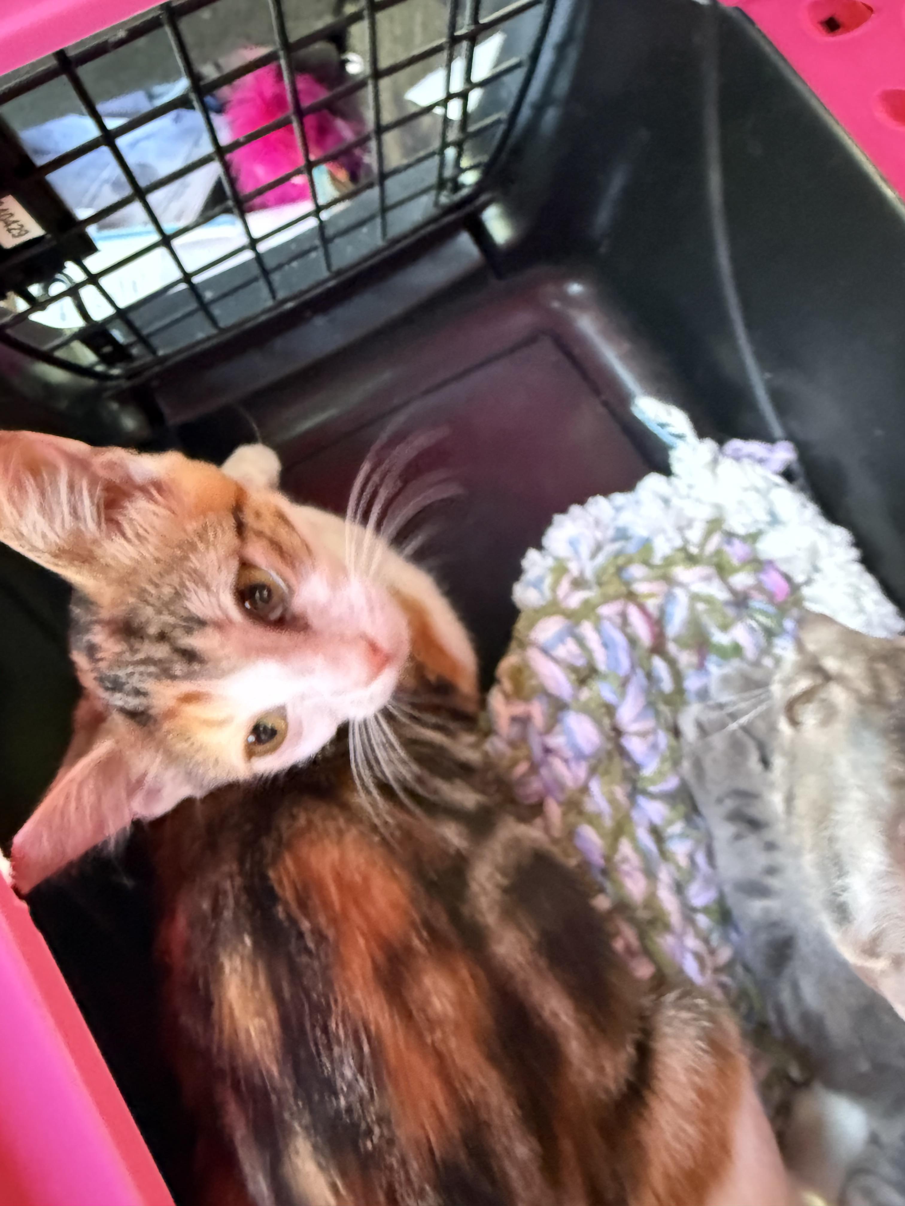 Random Spot, ADOPTABLE, Kitten Female Calico.