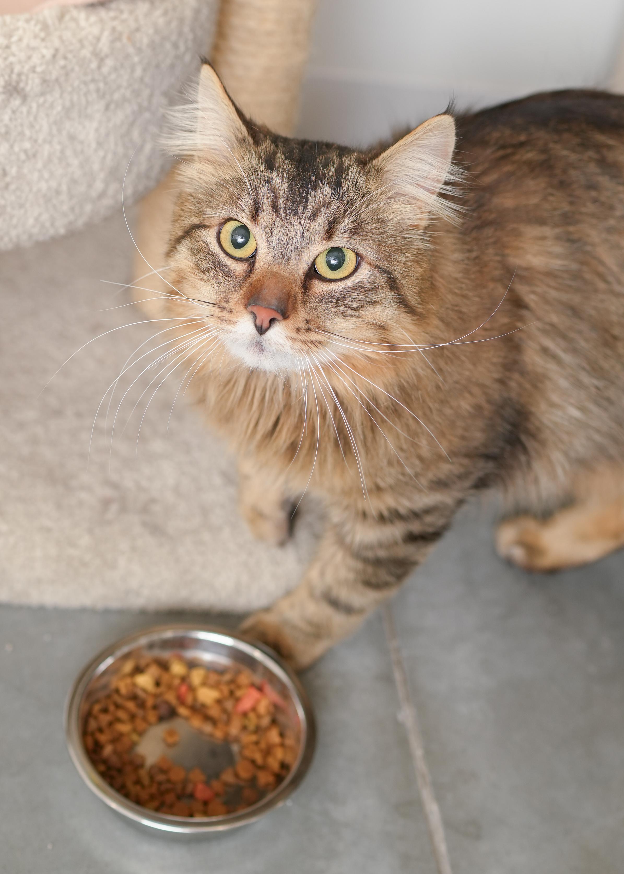 Enlarge Scooter, a ADOPTABLE Domestic Long Hair in Boise, ID image 2/3