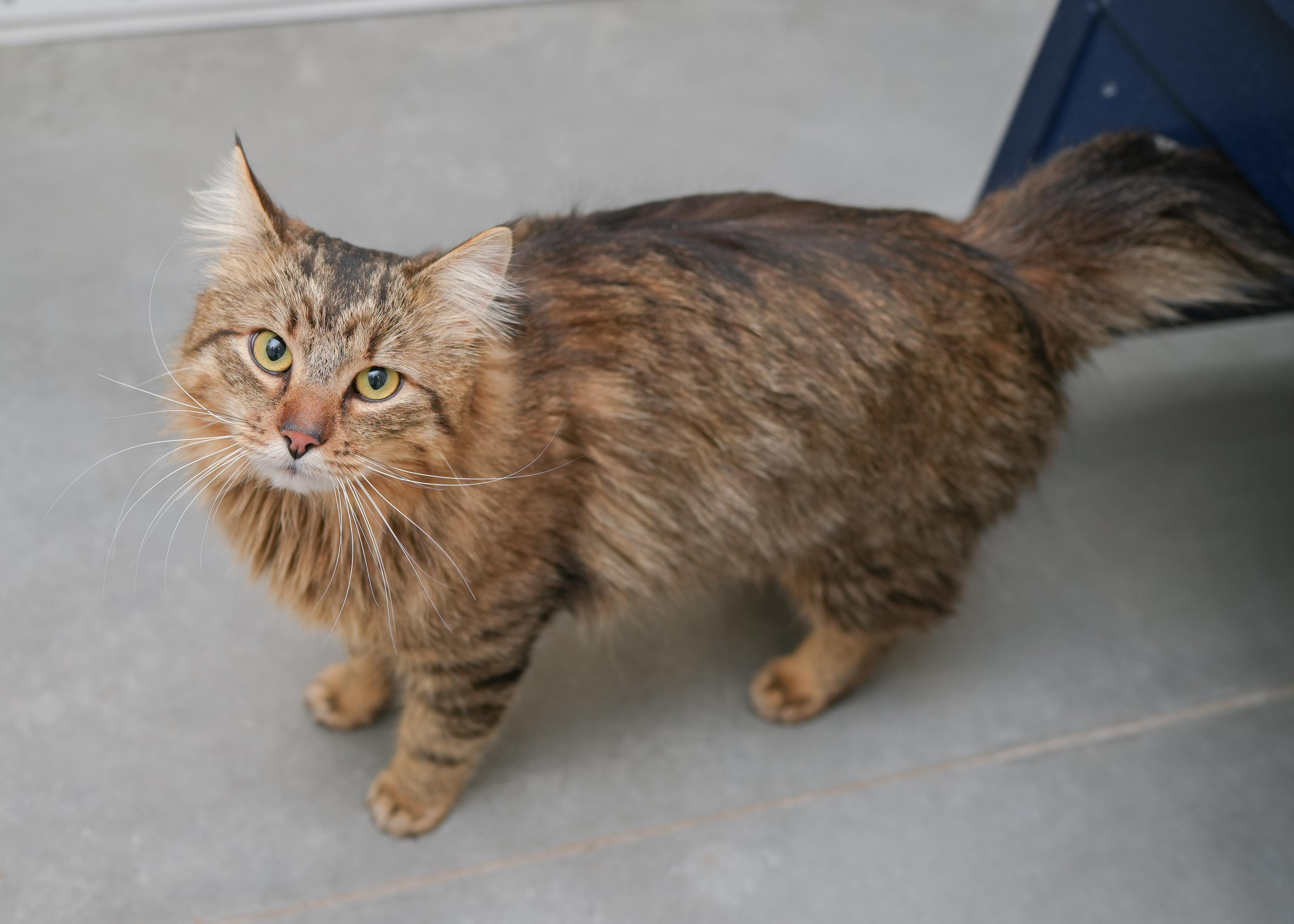 Enlarge Scooter, a ADOPTABLE Domestic Long Hair in Boise, ID image 1/3