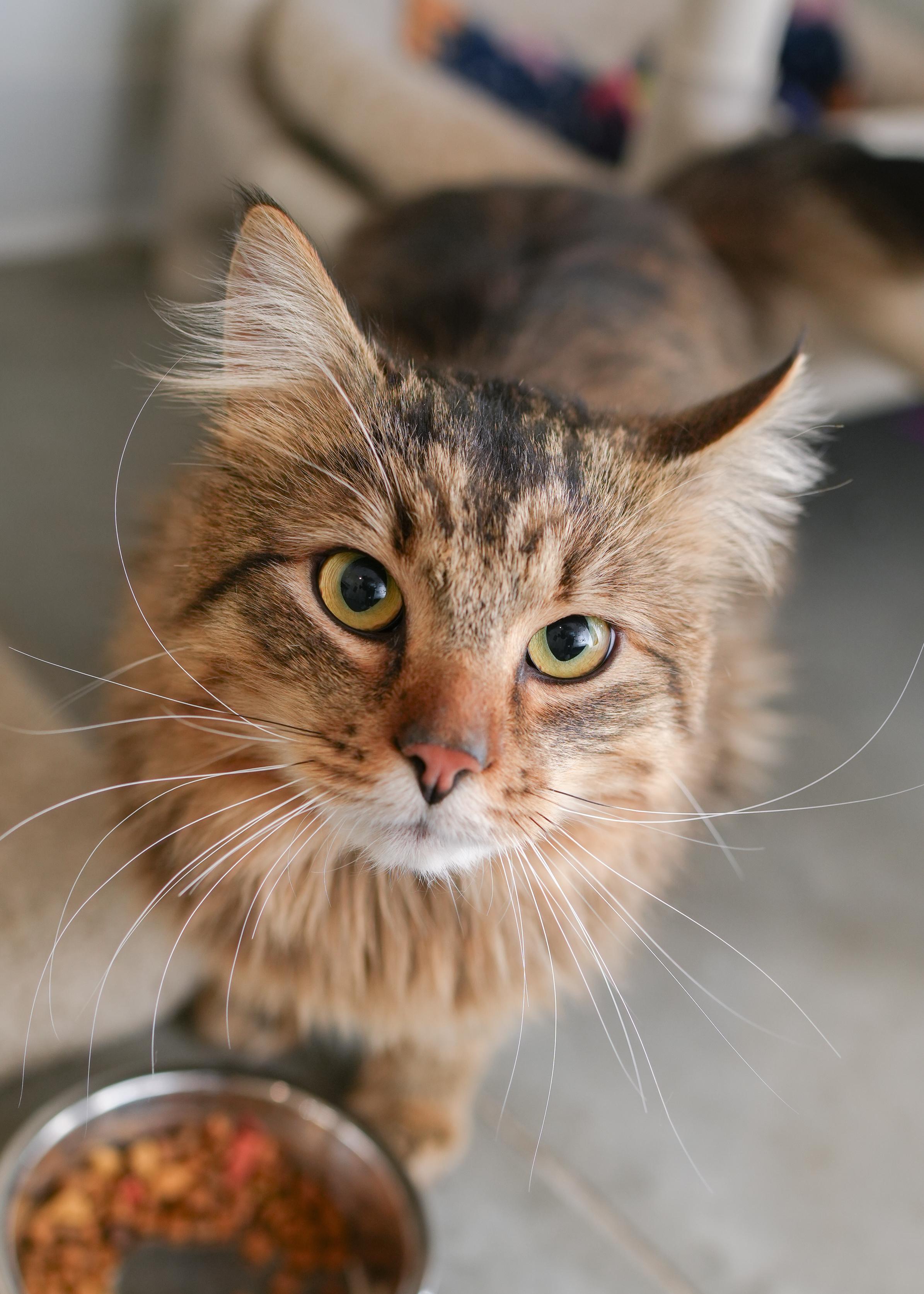 Enlarge Scooter, a ADOPTABLE Domestic Long Hair in Boise, ID image 3/3