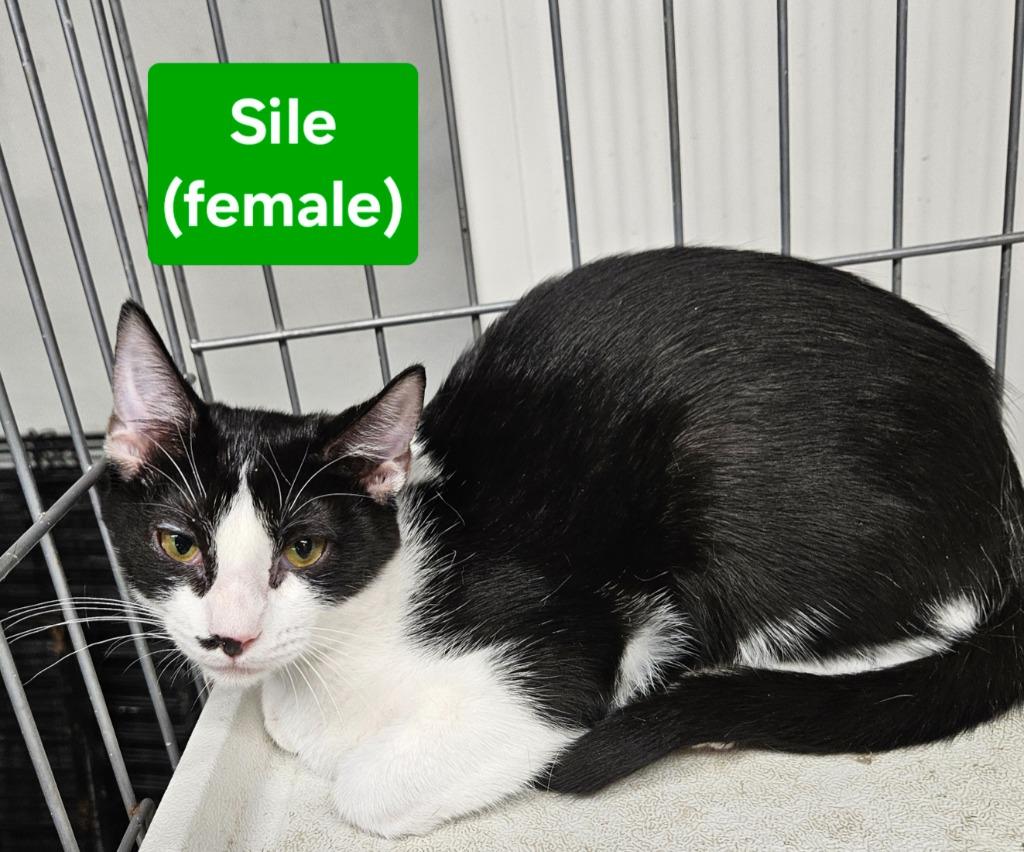 Enlarge Sile, a Adoptable mixed breed in Manchester, TN image 1/1