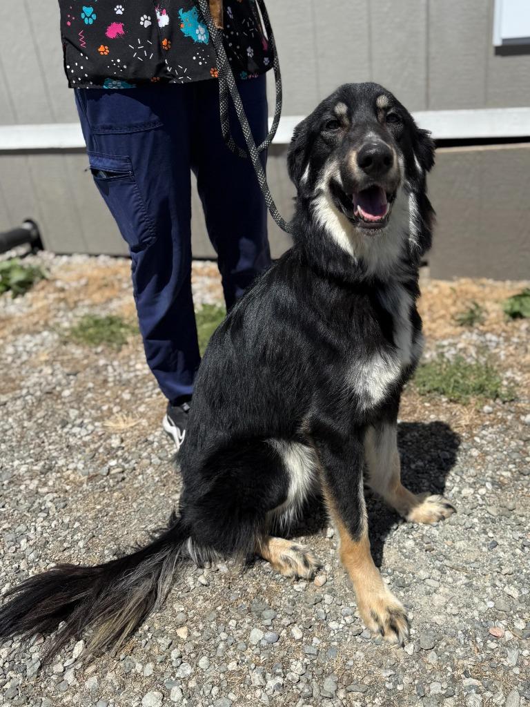 Aria, Adoptable, Young Female Shepherd & Mixed Breed.