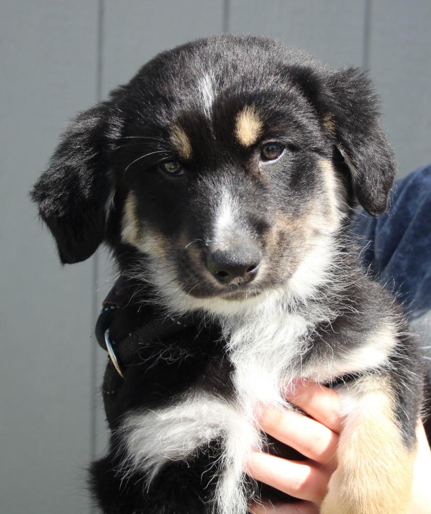 Aria, a Adoptable mixed breed in Vacaville, CA image 2/2