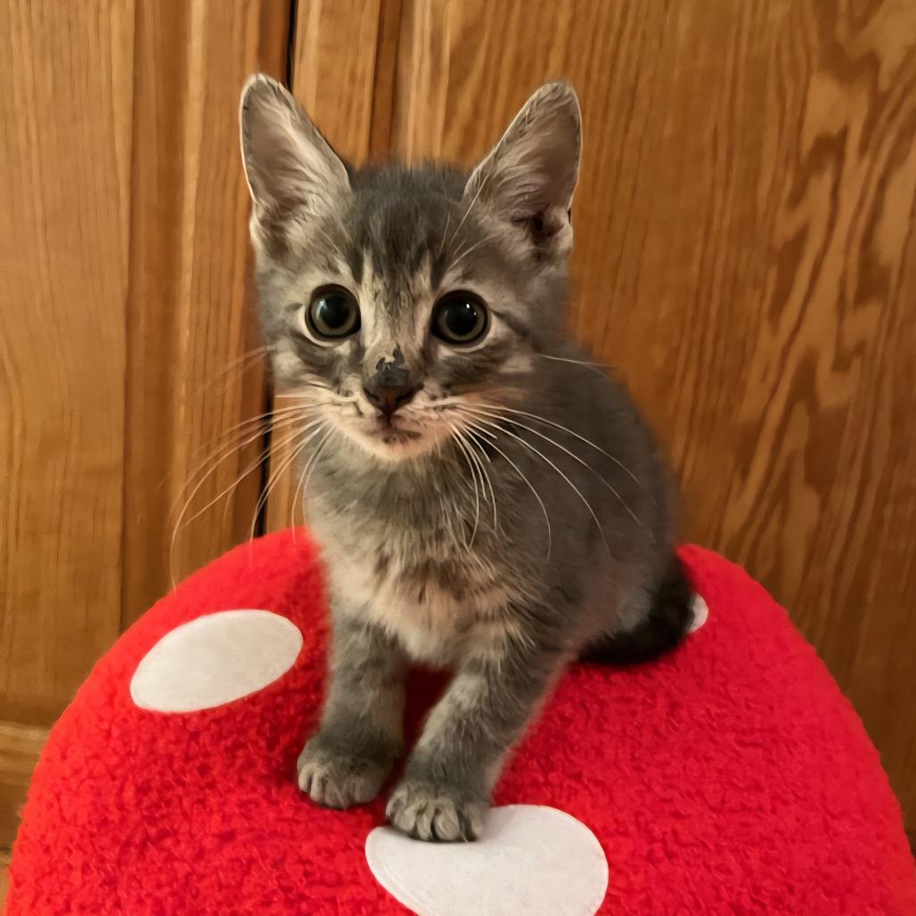 Enlarge TOWER, a Adoptable Domestic Medium Hair in Willows, CA image 1/2