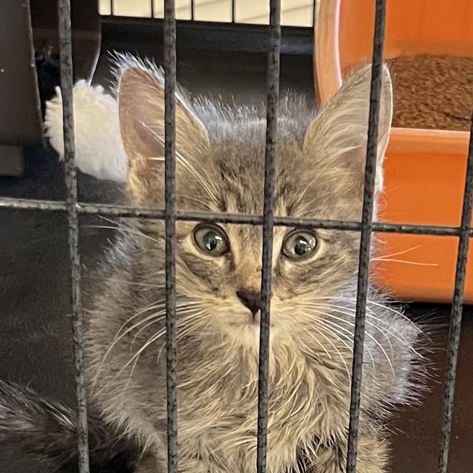 Enlarge TOWER, a Adoptable Domestic Medium Hair in Willows, CA image 2/2