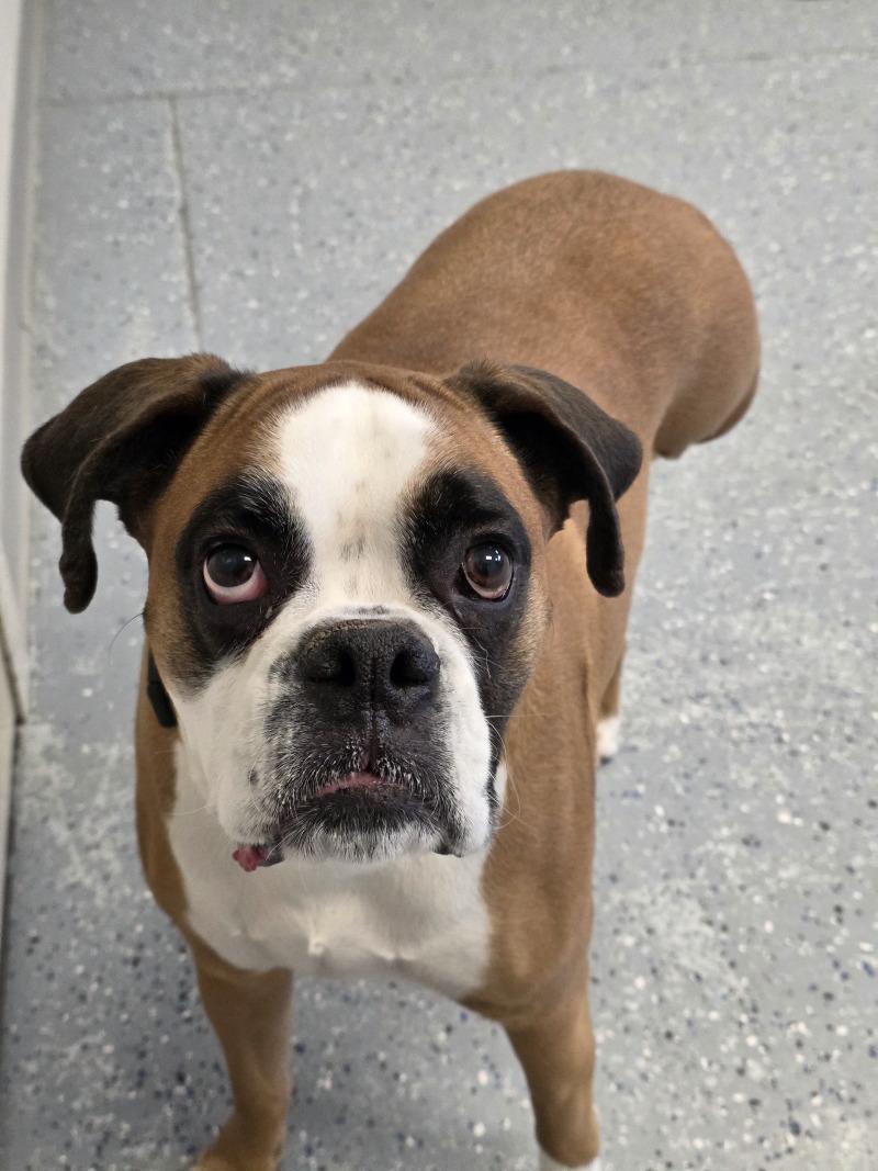 Sissy, Adoptable, Adult Female Boxer.