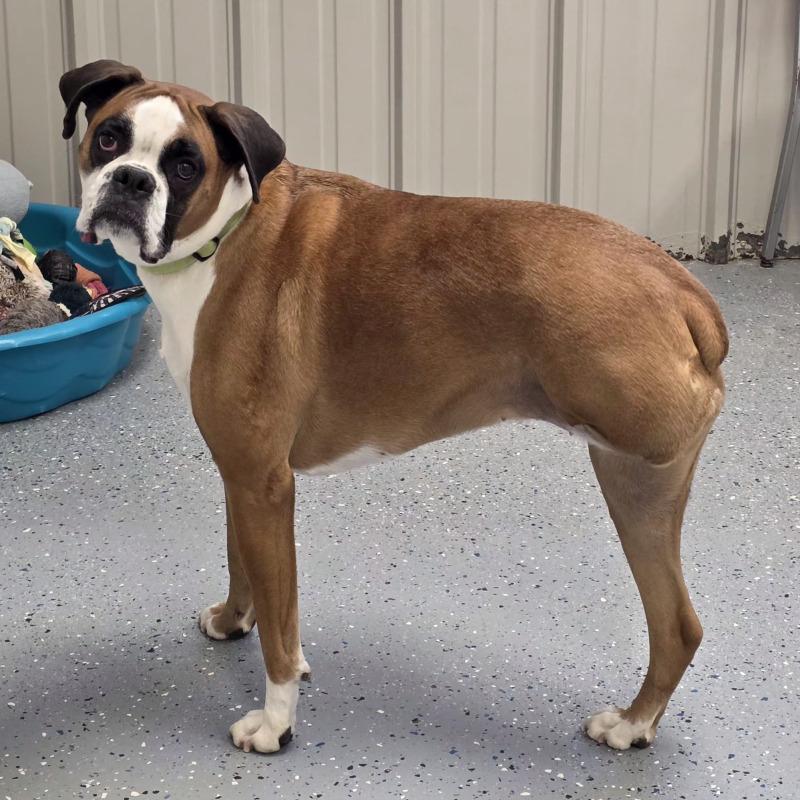 Enlarge Sissy, a Adoptable Boxer in Yankton, SD image 2/6