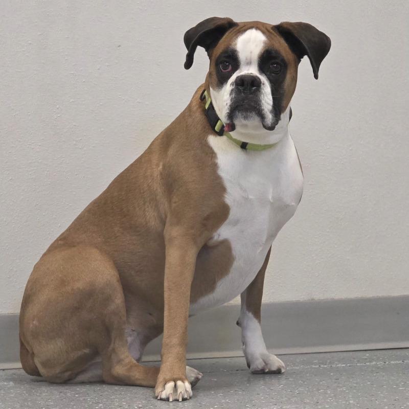 Enlarge Sissy, a Adoptable Boxer in Yankton, SD image 3/6