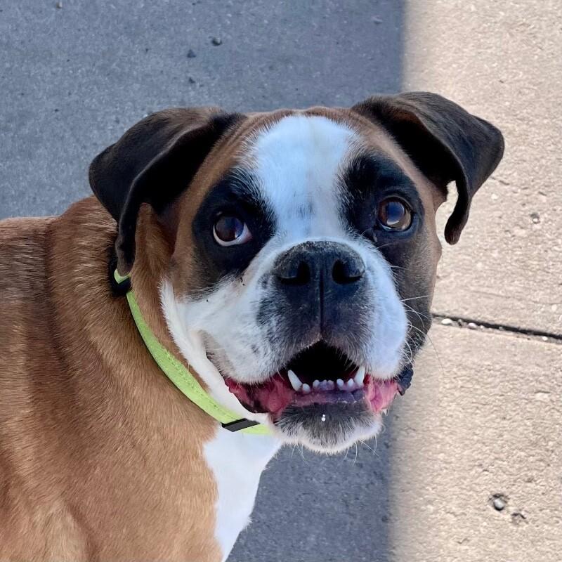 Enlarge Sissy, a Adoptable Boxer in Yankton, SD image 5/6