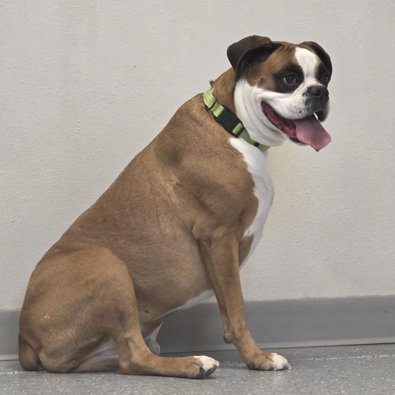 Enlarge Sissy, a Adoptable Boxer in Yankton, SD image 6/6