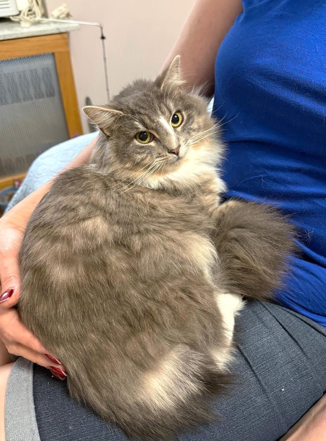 Simona and Theo, a ADOPTABLE mixed breed in Brooklyn, NY image 2/4