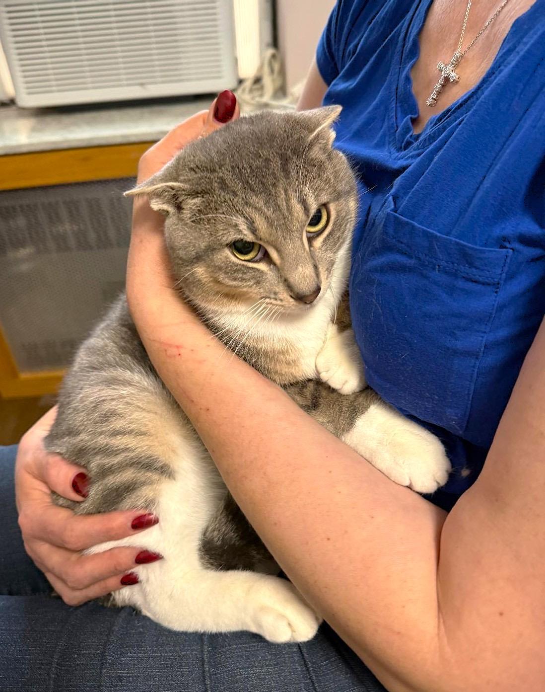 Simona and Theo, a ADOPTABLE mixed breed in Brooklyn, NY image 1/4