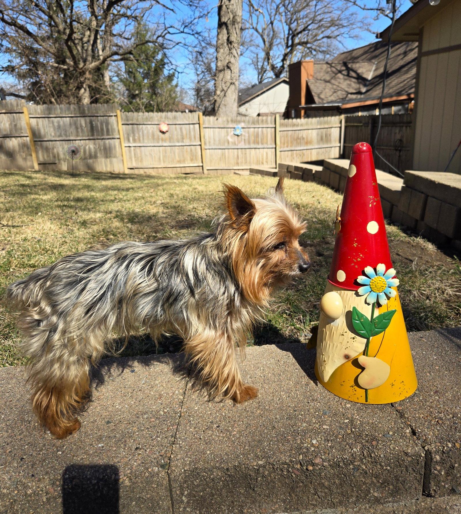 Milo, Adopted, Adult Male Silky Terrier & Yorkshire Terrier.