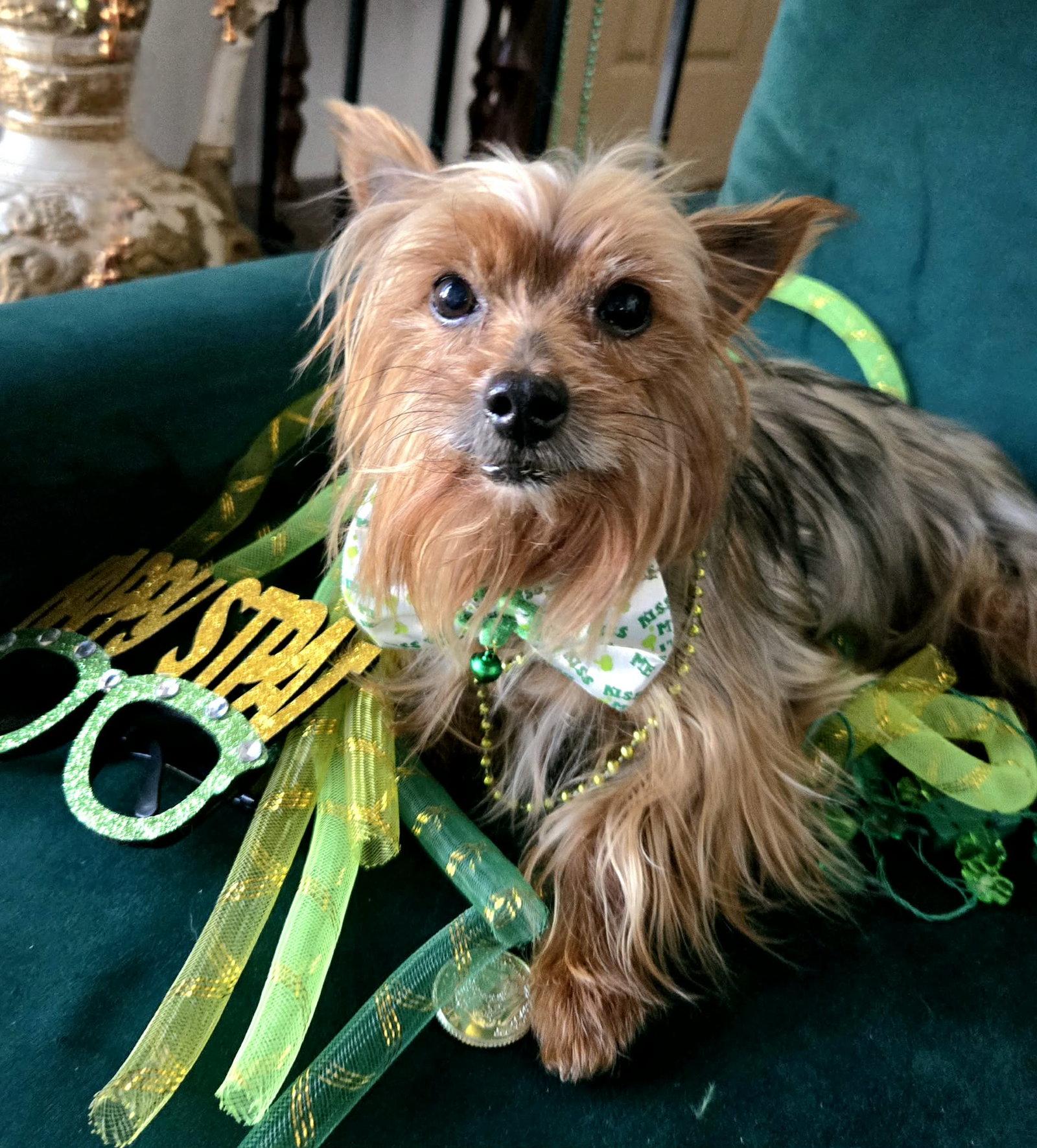 Enlarge Milo, a Adopted mixed breed in Council Bluffs, IA image 2/3