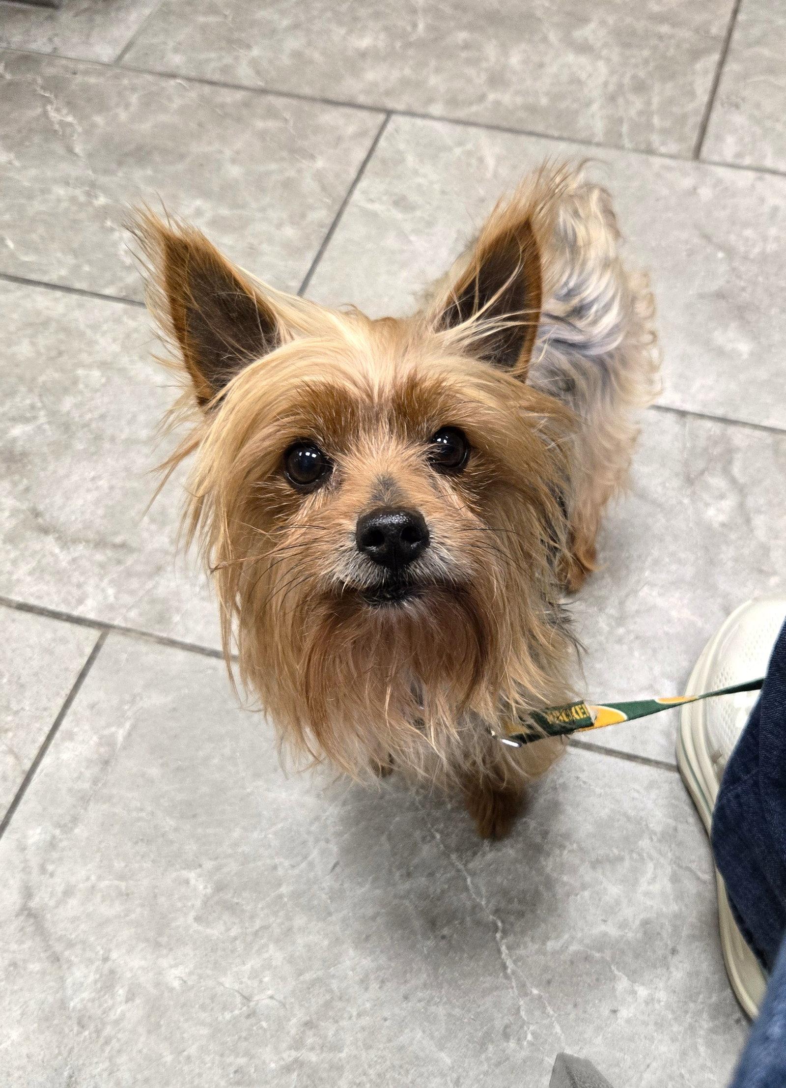 Enlarge Milo, a Adopted mixed breed in Council Bluffs, IA image 3/3