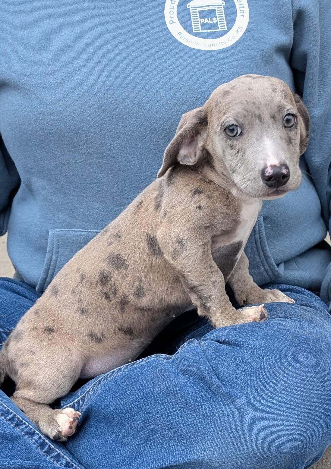 Trudy, adopted, Puppy Female Dachshund.