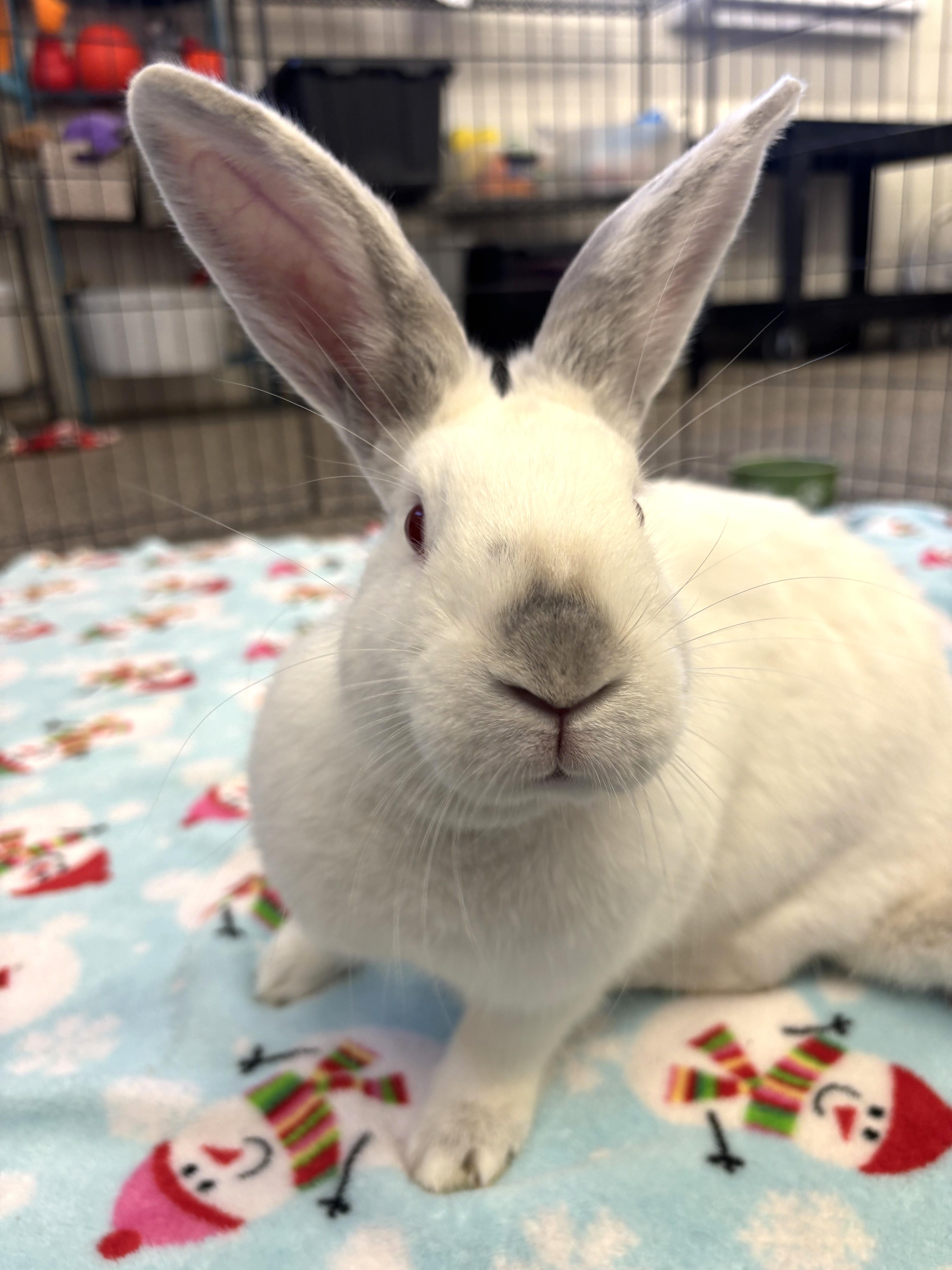 Snowflake, a Adoptable Bunny Rabbit in Mesquite, NV image 1/5
