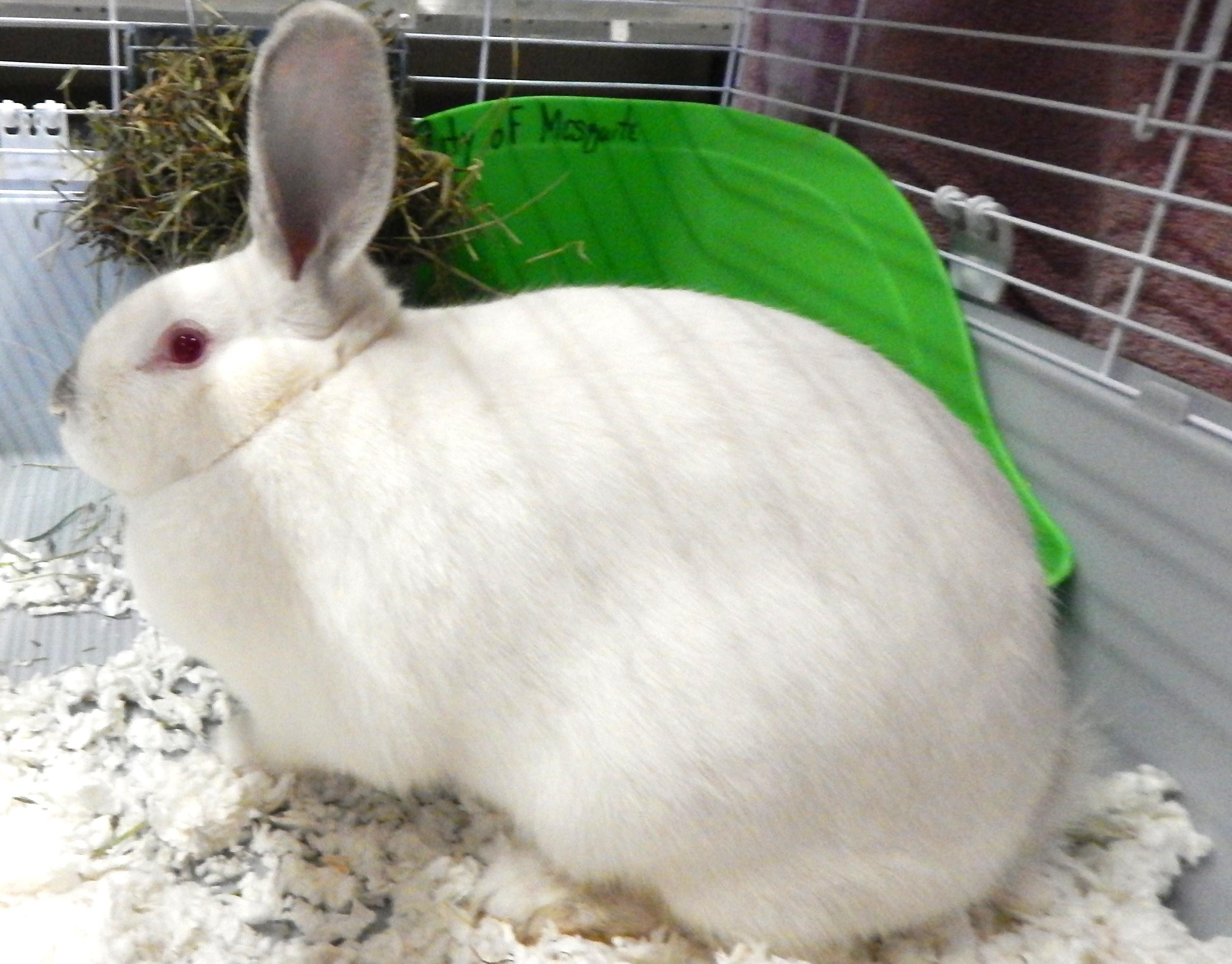 Snowflake, a Adoptable Bunny Rabbit in Mesquite, NV image 2/5