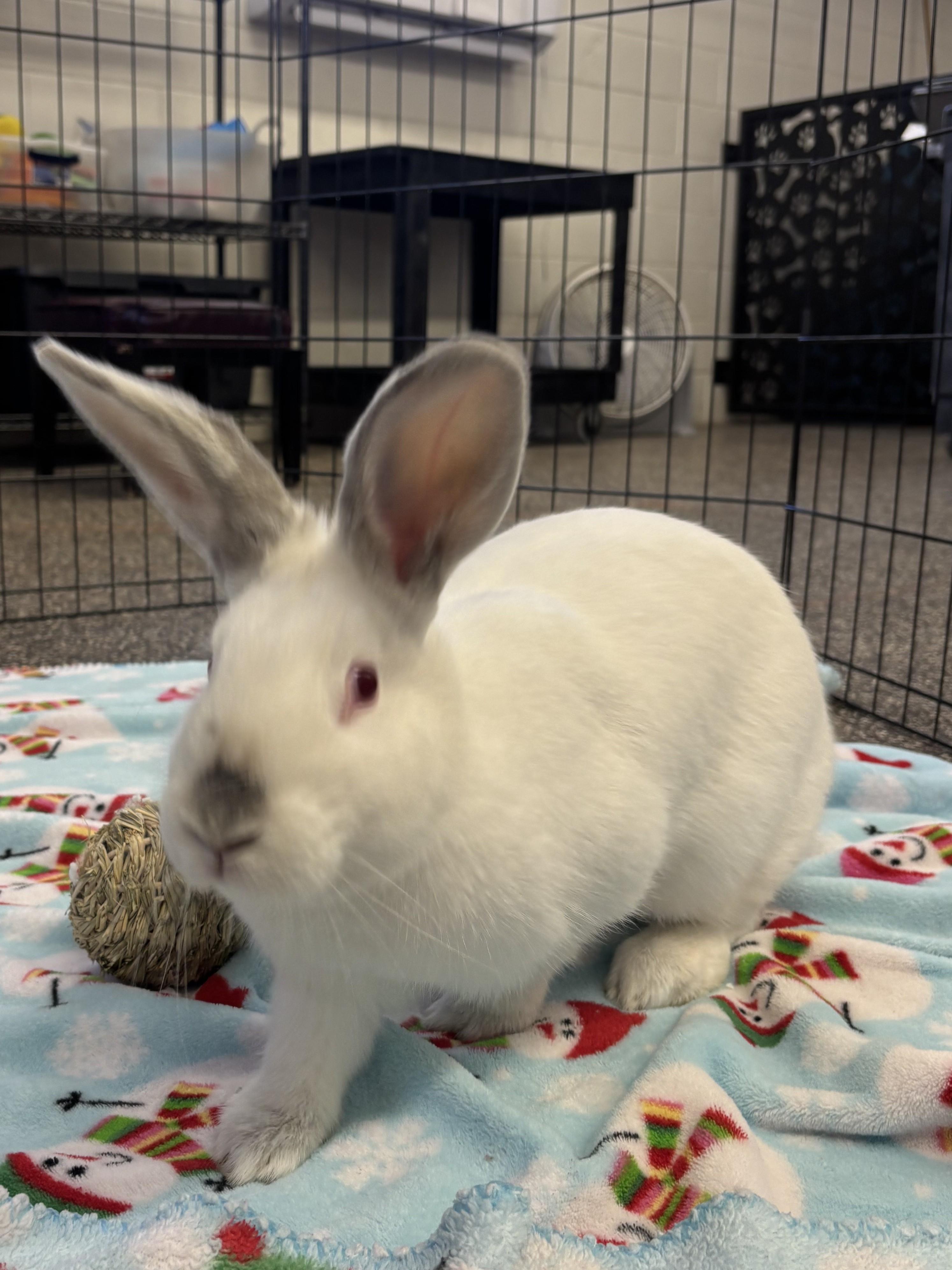 Snowflake, a Adoptable Bunny Rabbit in Mesquite, NV image 3/5