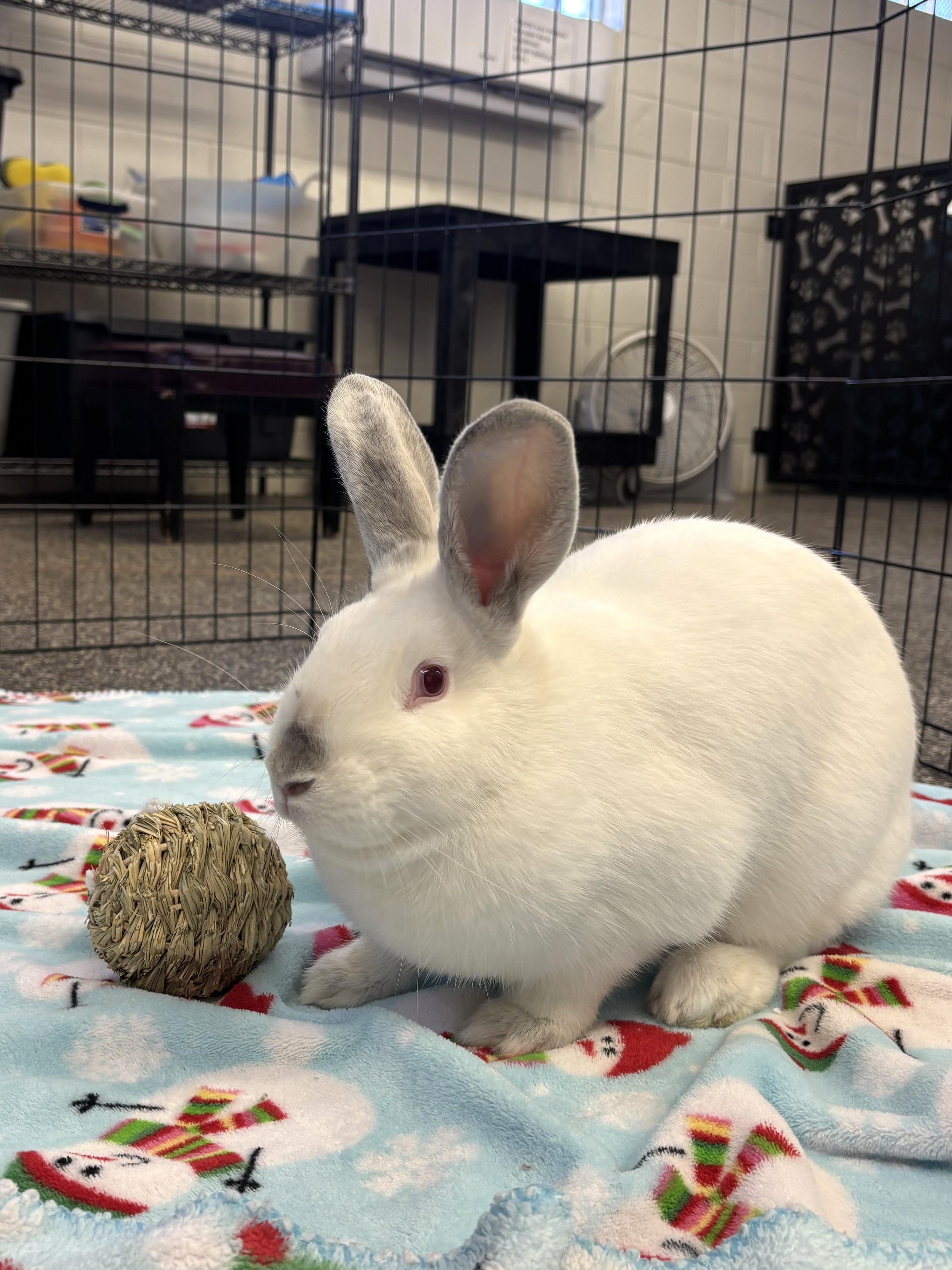 Snowflake, a Adoptable Bunny Rabbit in Mesquite, NV image 4/5