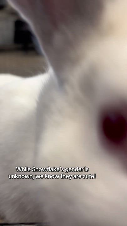 Enlarge Snowflake, a Adoptable Bunny Rabbit in Mesquite, NV video 5/5