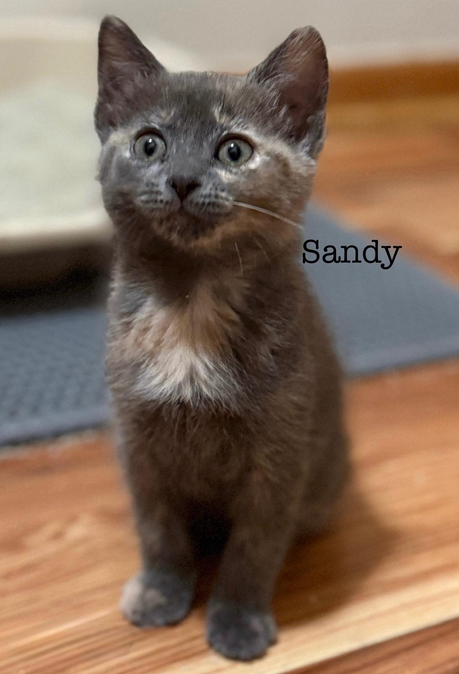 Sandy (siblings are Danny, Frenchie & Rizzo), a Adoptable Dilute Tortoiseshell in Brighton, MI image 1/4