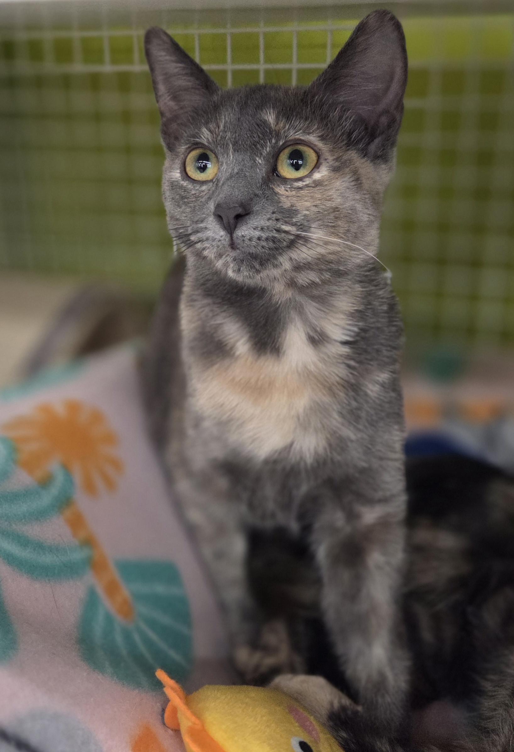 Enlarge Sandy (siblings are Danny, Frenchie & Rizzo), an adopted Dilute Tortoiseshell in Brighton, MI image 4/6