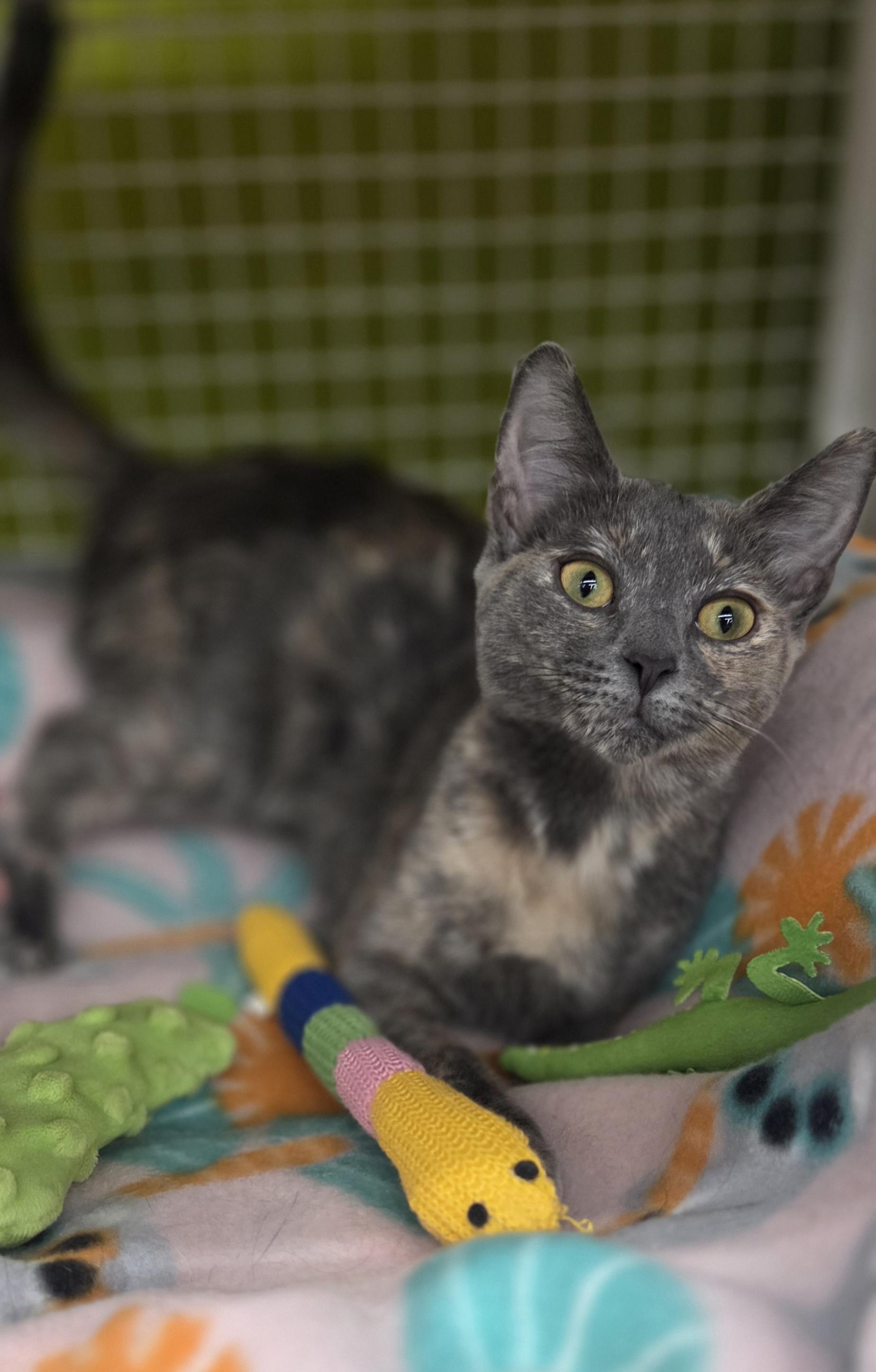 Enlarge Sandy (siblings are Danny, Frenchie & Rizzo), an adopted Dilute Tortoiseshell in Brighton, MI image 3/6