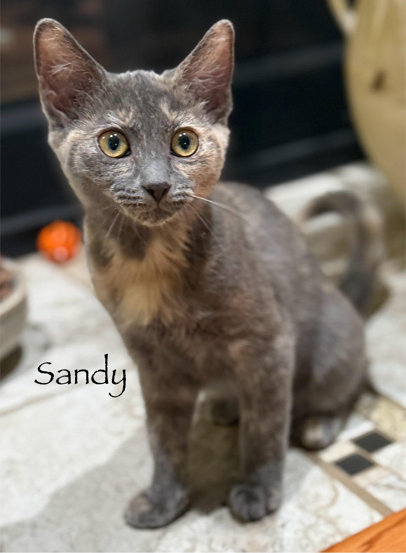 Sandy (siblings are Danny, Frenchie & Rizzo), a Adoptable Dilute Tortoiseshell in Brighton, MI image 4/4