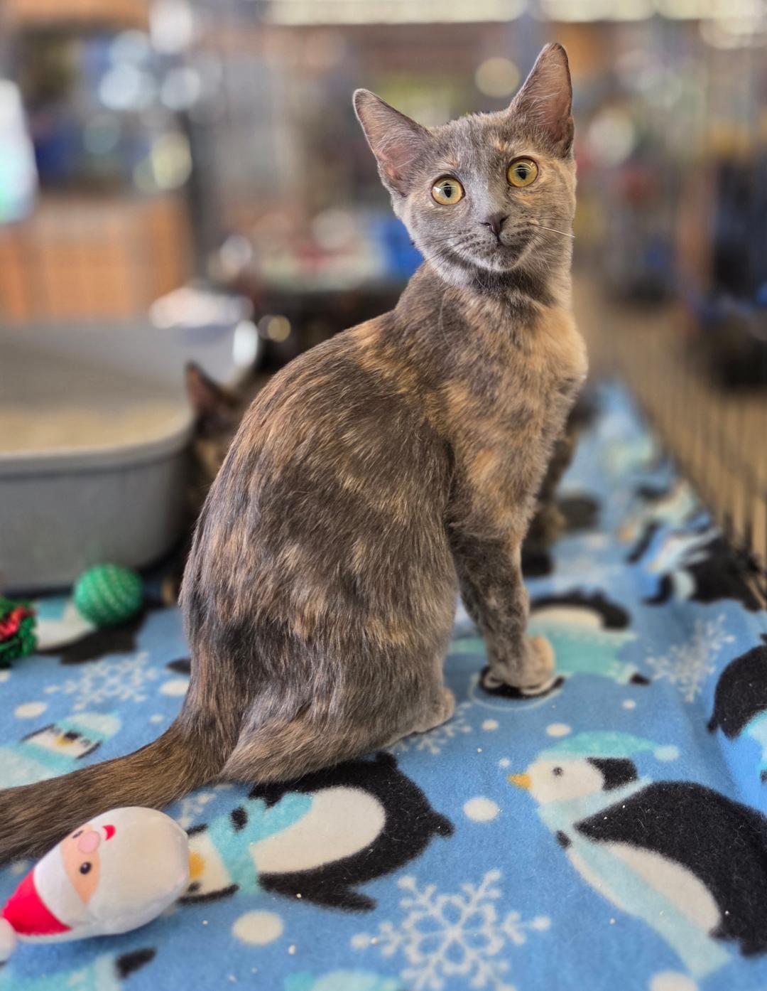 Sandy (siblings are Danny, Frenchie & Rizzo), Adoptable, Kitten Female Dilute Tortoiseshell.