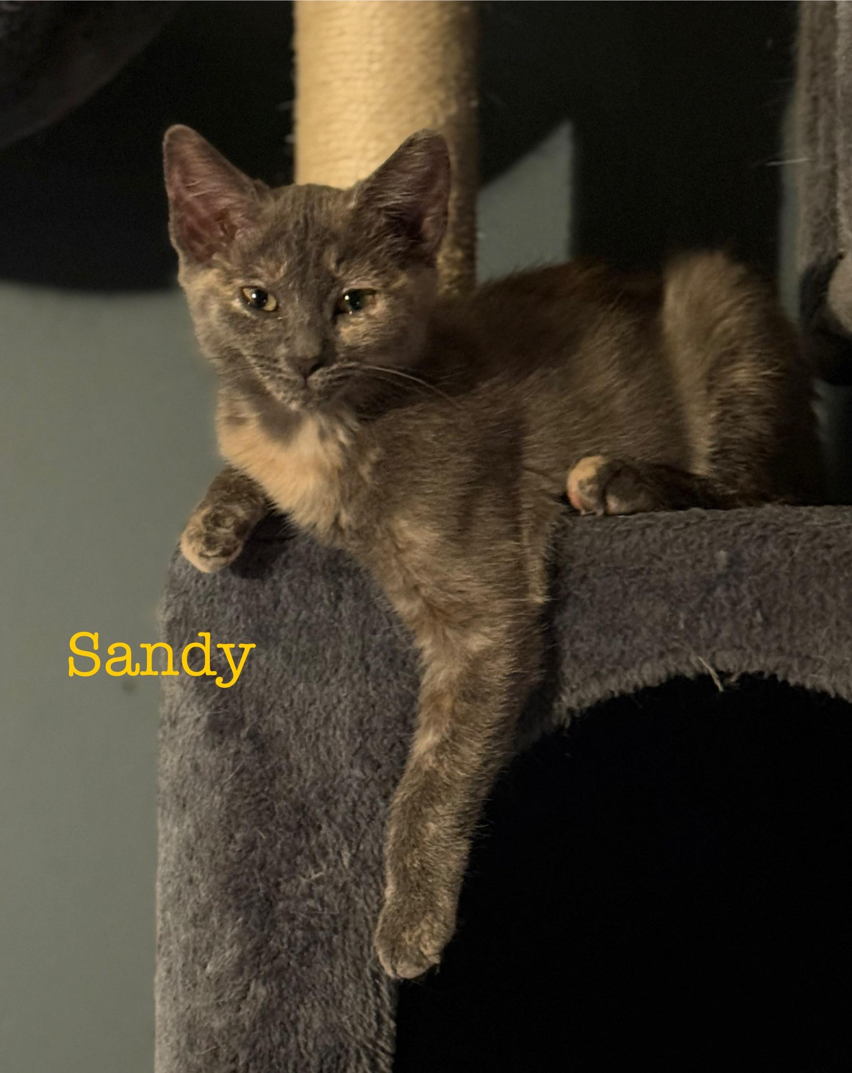 Sandy (siblings are Danny, Frenchie & Rizzo), a Adoptable Dilute Tortoiseshell in Brighton, MI image 3/4