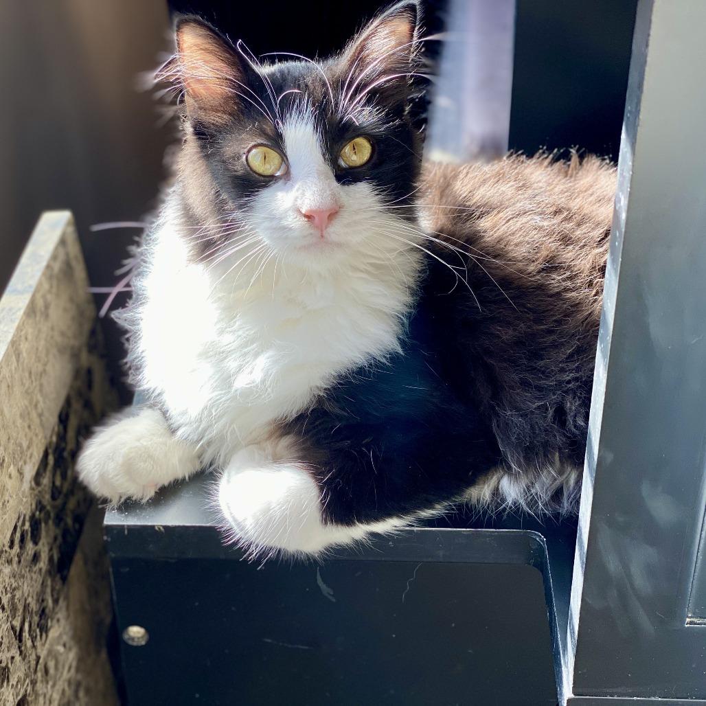 Echo — thumbnail 2