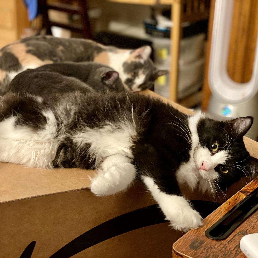 Echo — thumbnail 3