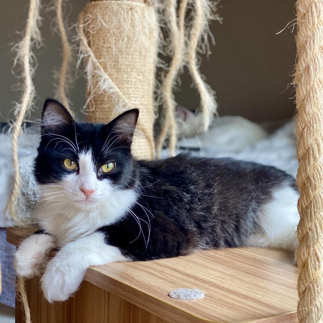 Echo — thumbnail 4