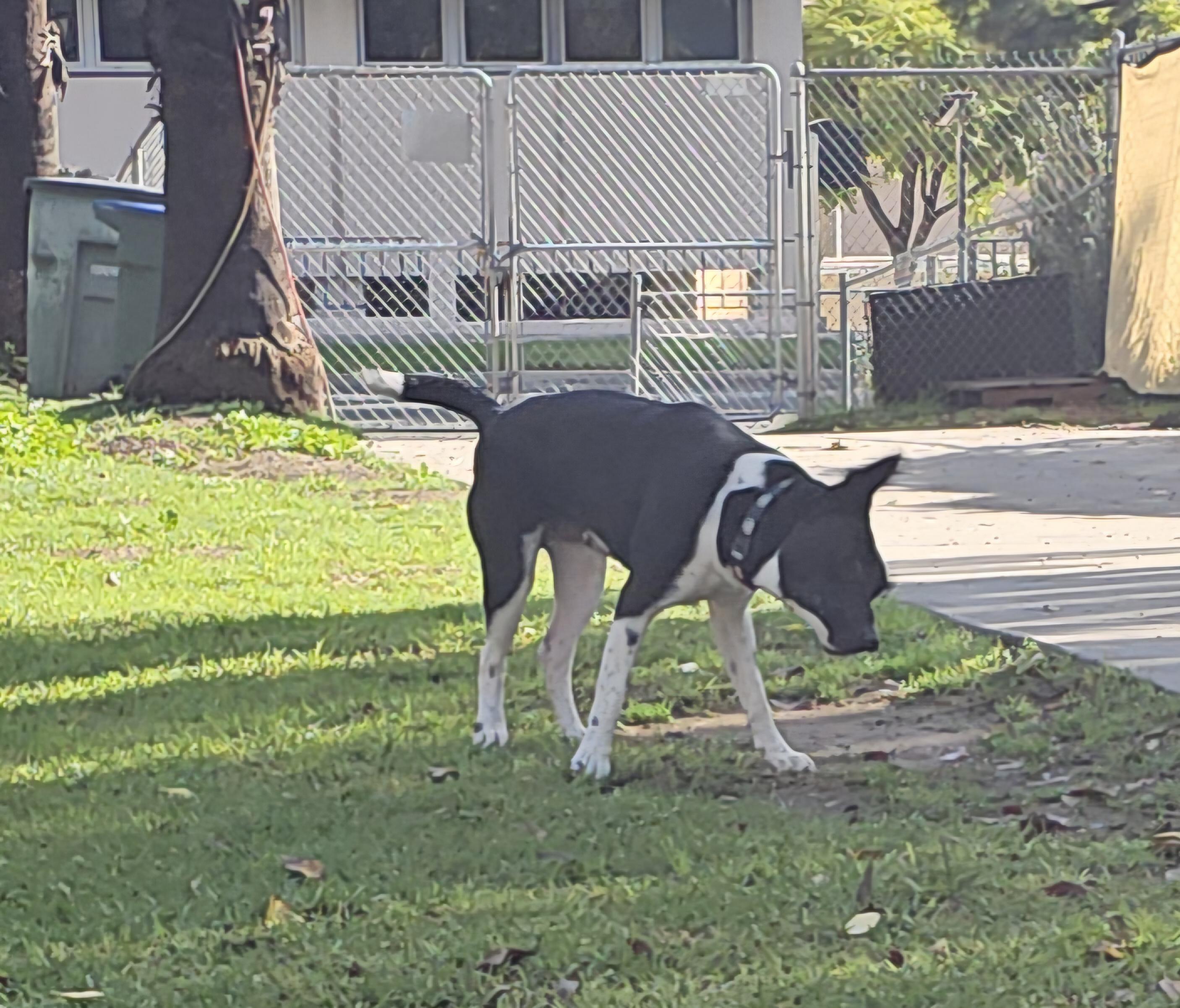 Enlarge Oreo, an adoptable mixed breed in Burbank, CA image 4/5