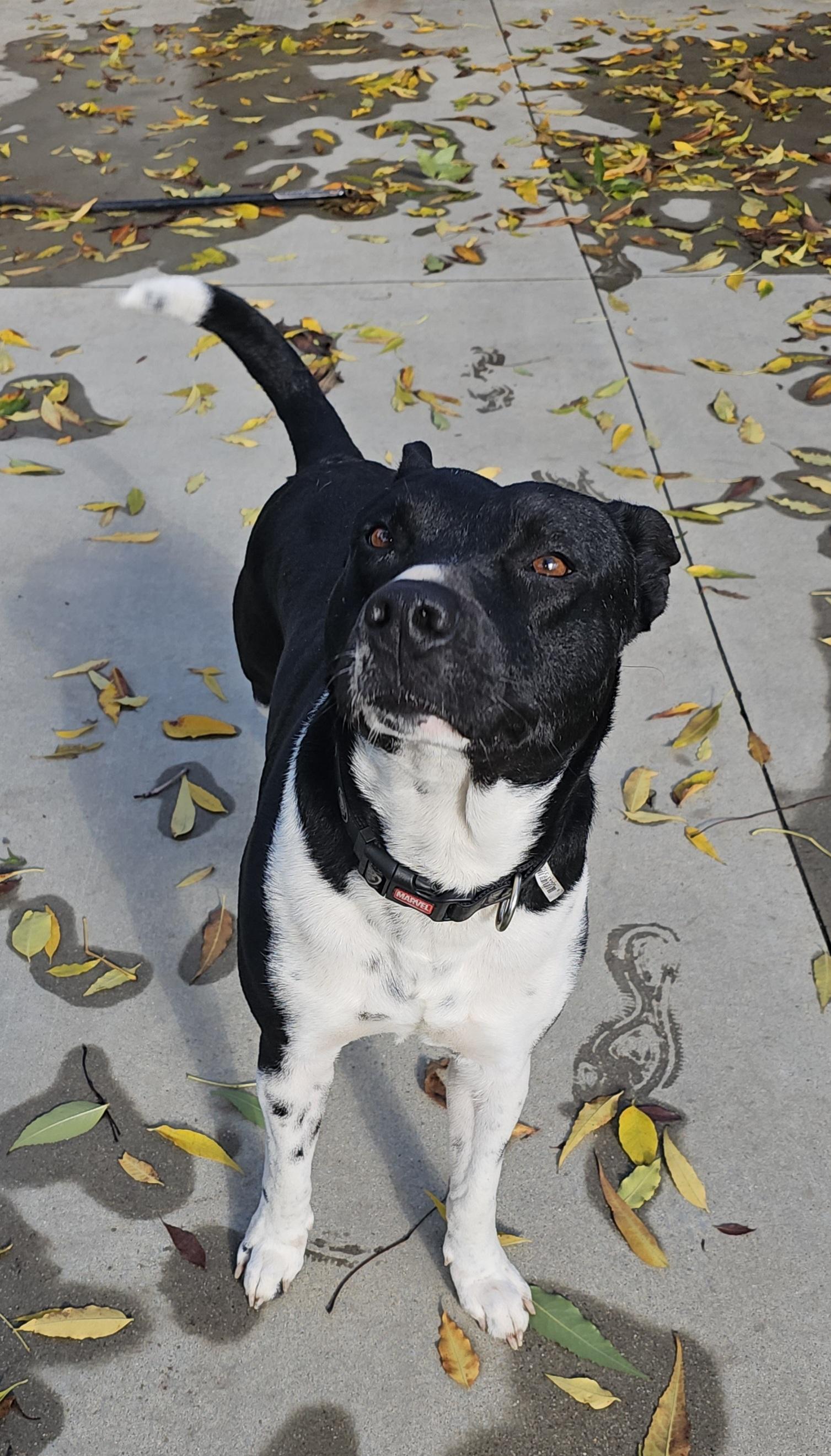 Enlarge Oreo, an adoptable mixed breed in Burbank, CA image 3/5