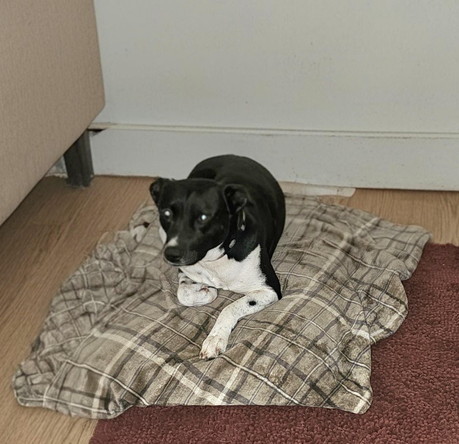 Enlarge Oreo, an adoptable mixed breed in Burbank, CA image 2/5