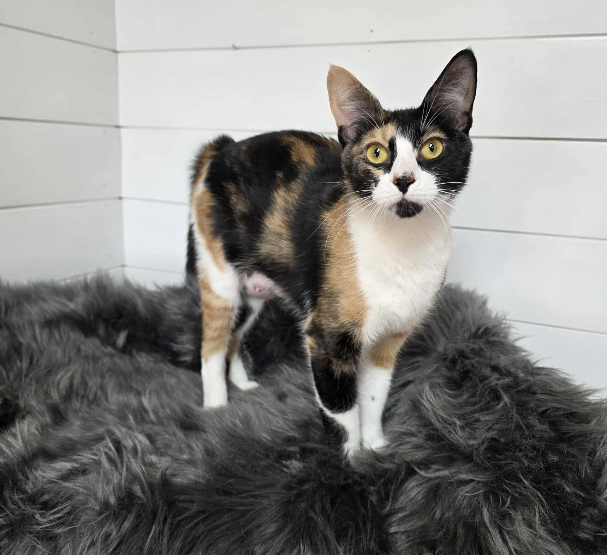 Marsala, a ADOPTABLE mixed breed in Memphis, TN image 1/3