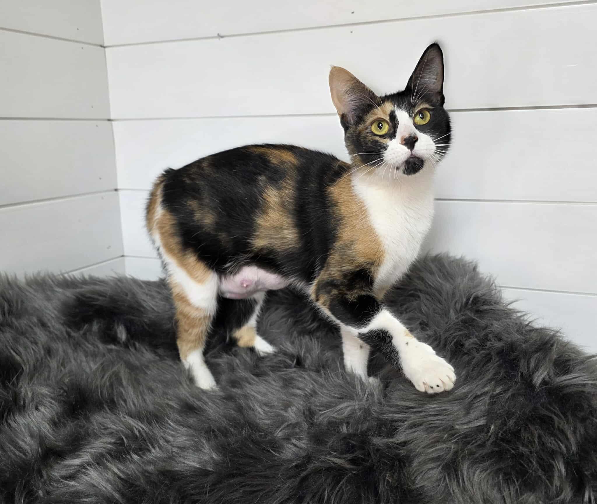 Marsala, a ADOPTABLE mixed breed in Memphis, TN image 2/3