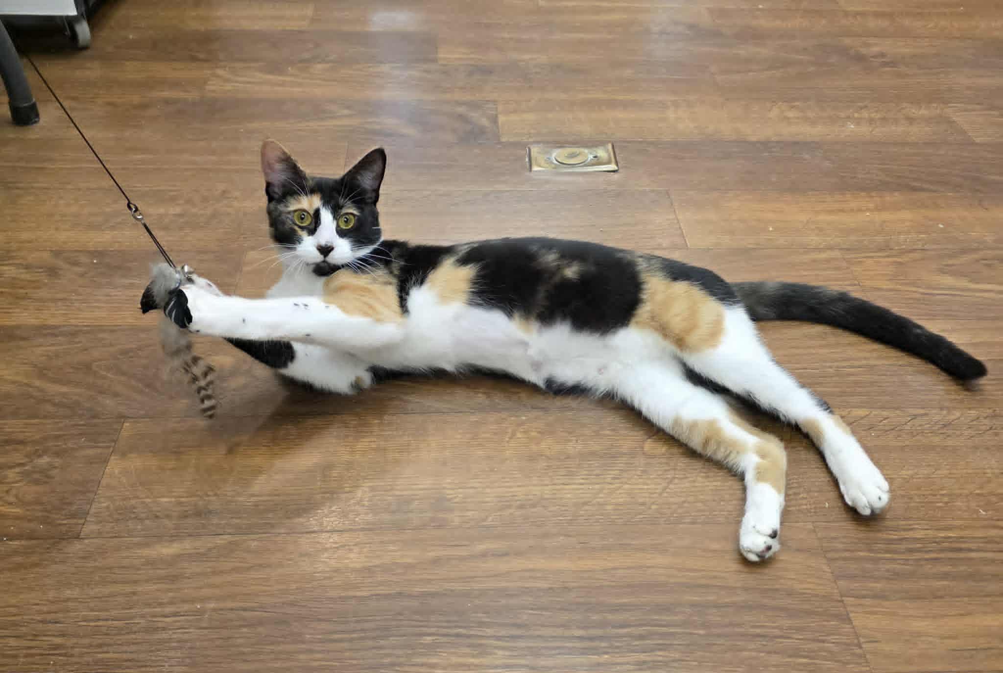 Marsala, a ADOPTABLE mixed breed in Memphis, TN image 3/3