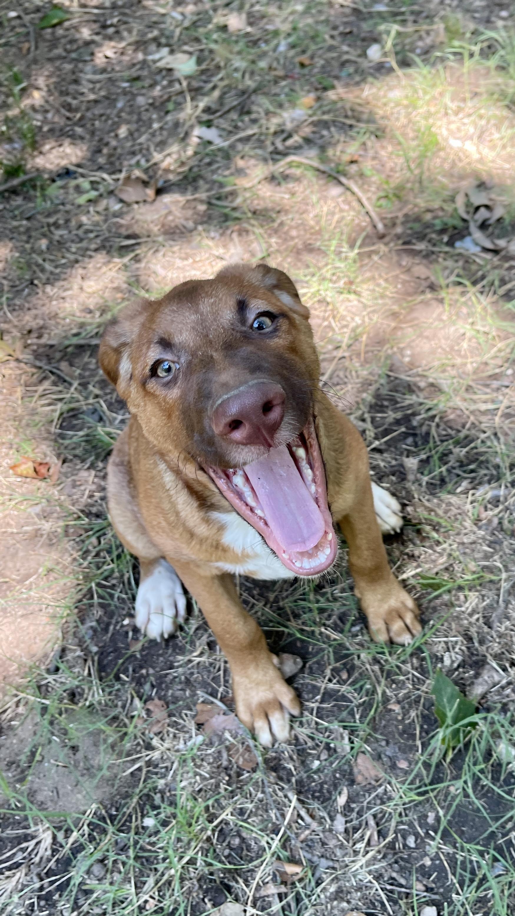 Clara, a Adoptable mixed breed in Medfield, MA image 1/3