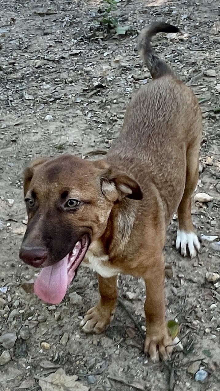 Clara, a Adoptable mixed breed in Medfield, MA image 2/3