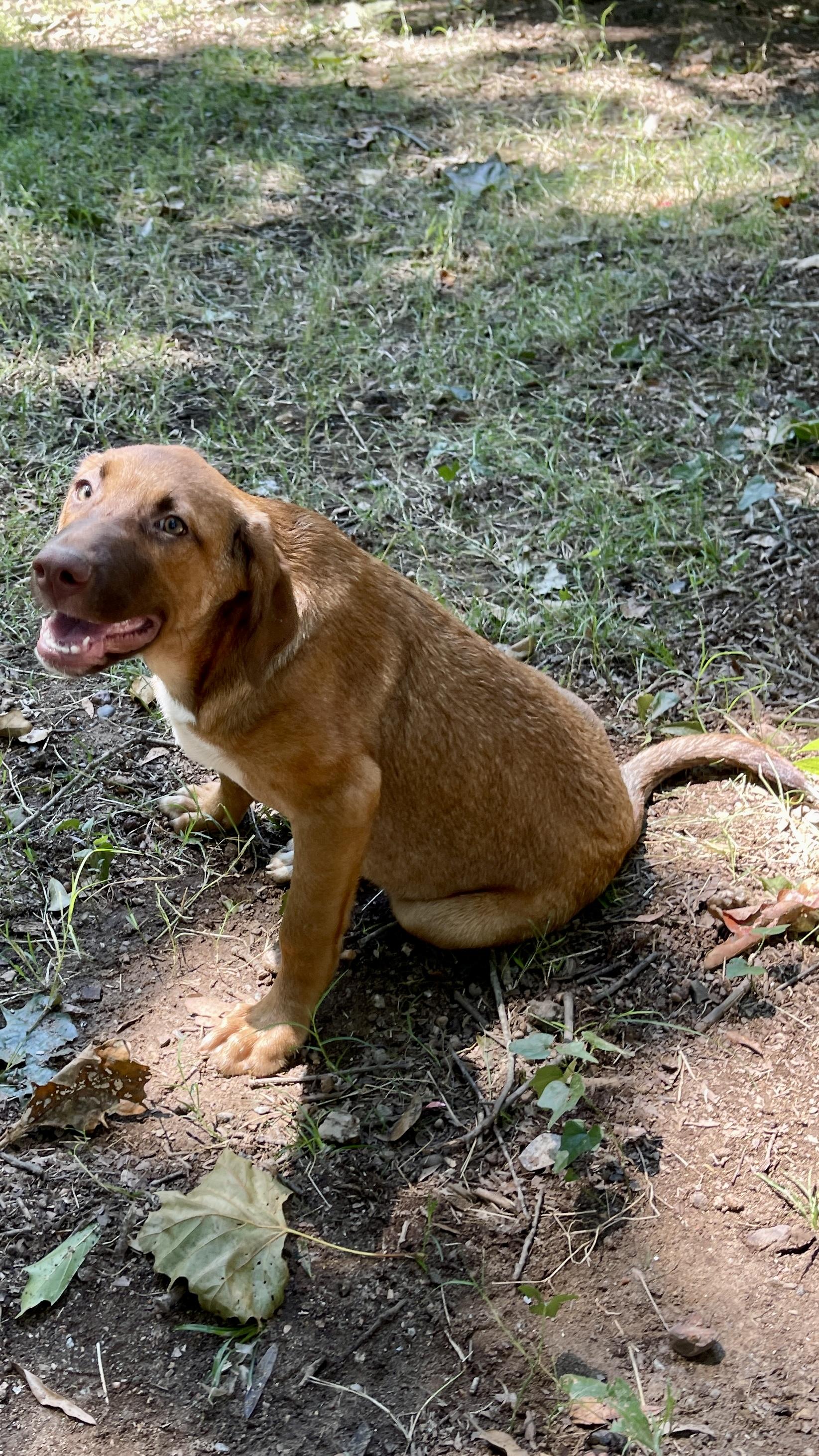 Clara, a Adoptable mixed breed in Medfield, MA image 3/3
