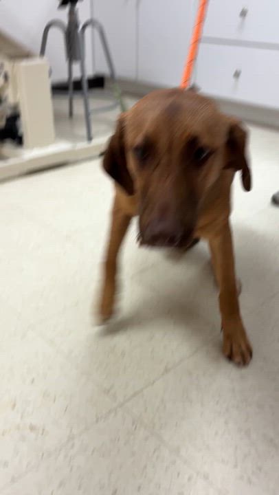 Enlarge Clara - Come Meet Me!, a Adoptable mixed breed in Medfield, MA video 4/4