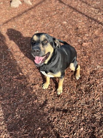 DOS, Adoptable, Young Male Mastiff & Mixed Breed.