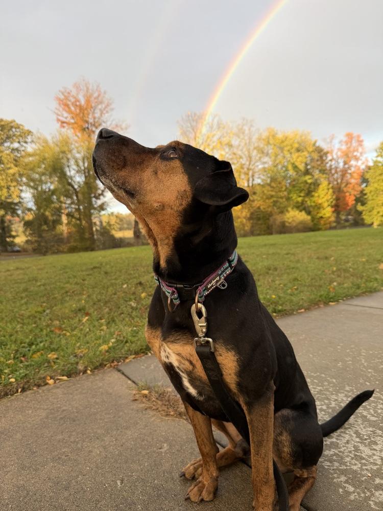 Enlarge Alvin, a Adoptable mixed breed in Kalamazoo, MI image 1/6